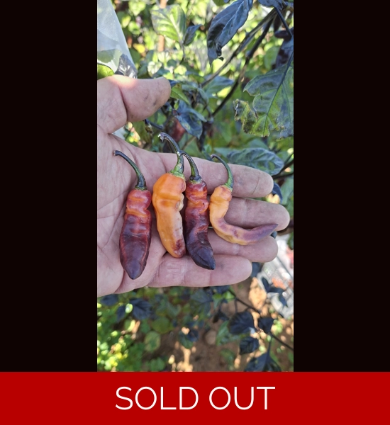 GHOST YAKI PURPLE ORANGE BIG   (10+seeds)